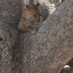 leopard-in-tree-in-the-serengeti
